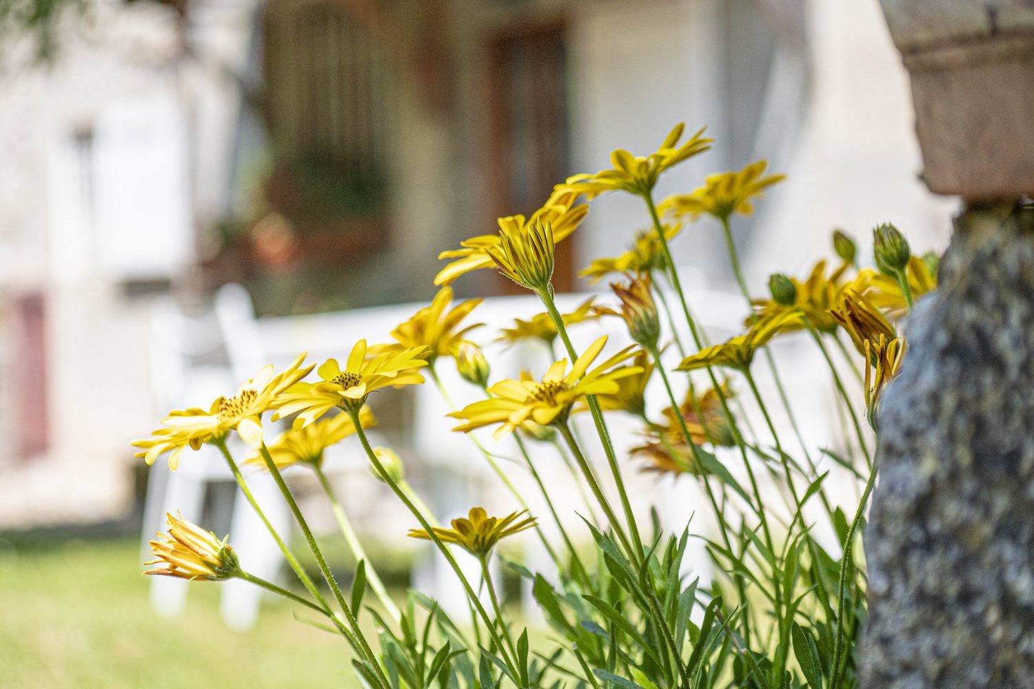 fleurs jardin